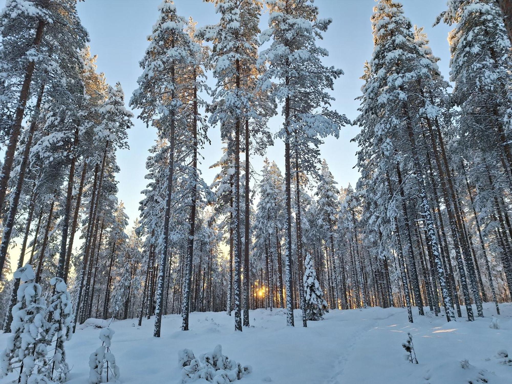 Villa Aleksi With Sauna Rovaniemi Dış mekan fotoğraf
